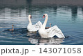 Pair of mute swans 143071058