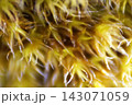 soft moss in details 143071059