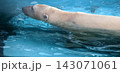 Polar bear in water 143071061