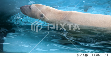 Polar bear in water Polar bear in water 143071061