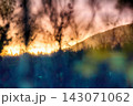 Sunset through thicket of forest 143071062
