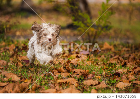 Havanese Puppy Running Through Autumn Leaves Havanese Puppy Running Through Autumn Leaves 143071659