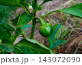 Beautiful little green fruit of sweet bell pepper growing on a bush in the garden in summer against the background of a blurred background of a bed with mulch. Growing plant food in the backyard 143072090