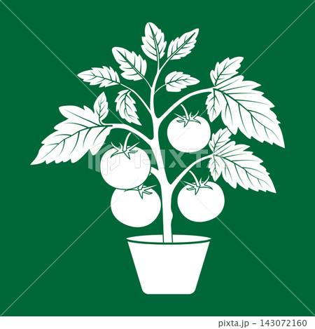 Vector illustration of a potted tomato plant with fruit and leaves. Vector illustration of a potted tomato plant with fruit and leaves. 143072160