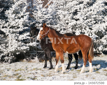 One year old foals on pature during snowy winter. Foals of sporthorses. One year old foals on pature during snowy winter. Foals of sporthorses. 143072500