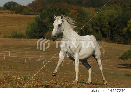 Young lipizzaner mare galloping on pasture in late summer afternoon 143072504