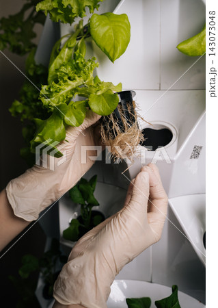 Plant researcher in gloves transferring hydroponic green oak lettuce seedling into vertical farming rack, highlighting precision agricultural technology and sustainable growing methods, close-up Plant researcher in gloves transferring hydroponic green oak lettuce seedling into vertical farming rack, highlighting precision agricultural technology and sustainable growing methods, close-up 143073048