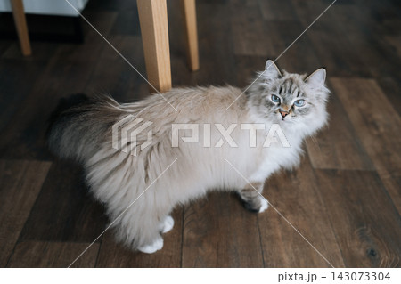 Charming Neva masquerade cat walking on dark wooden floor, displaying its luxurious fluffy fur and captivating blue eyes, elegant domestic pet providing comfort in cozy indoor setting. Charming Neva masquerade cat walking on dark wooden floor, displaying its luxurious fluffy fur and captivating blue eyes, elegant domestic pet providing comfort in cozy indoor setting. 143073304
