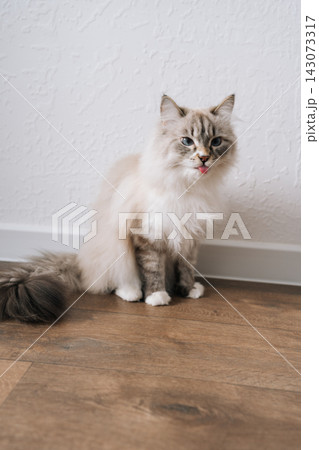 Funny Neva masquerade cat playfully sticking out tongue, showing humorous pet personality, fluffy feline sitting indoors on floor creating happy domestic scene, adorable animal expressing fun. Funny Neva masquerade cat playfully sticking out tongue, showing humorous pet personality, fluffy feline sitting indoors on floor creating happy domestic scene, adorable animal expressing fun. 143073317