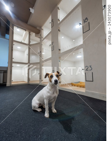 Jack Russell Terrier dog in a capsule hotel for pets. Jack Russell Terrier dog in a capsule hotel for pets. 143073900