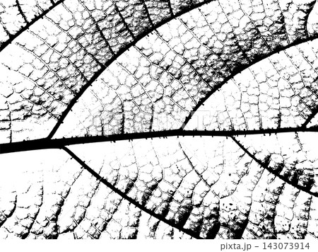 Branching leaf veins divide delicate cellular tissue in botanical macro Branching leaf veins divide delicate cellular tissue in botanical macro 143073914