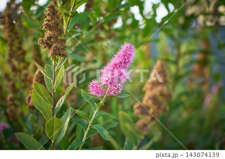 Broad shot of green spiraea bush with blooming pink flower spike in summer landscape garden 143074139