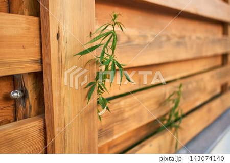 Wide angle view of green cannabis plant breaking through gaps in horizontal wooden fence Wide angle view of green cannabis plant breaking through gaps in horizontal wooden fence 143074140