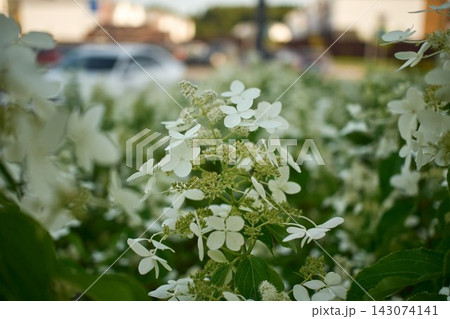 Detailed view of blooming white hydrangea flowers surrounded by green leaves in daylight Detailed view of blooming white hydrangea flowers surrounded by green leaves in daylight 143074141