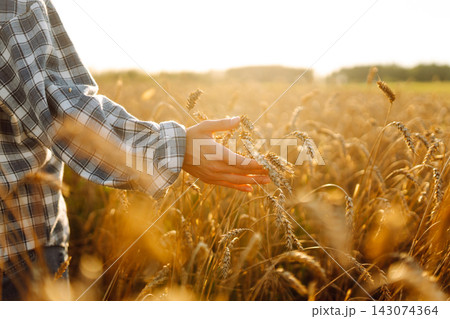 Woman is in wheat field during sunset. She holds wheat in her hands and looks at the plants closely. Woman is in wheat field during sunset. She holds wheat in her hands and looks at the plants closely. 143074364