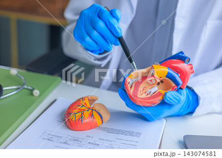 Cardiologist holding an anatomical human heart model during patient consultation Cardiologist holding an anatomical human heart model during patient consultation 143074581