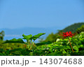 空に向かって咲く彼岸花 143074688