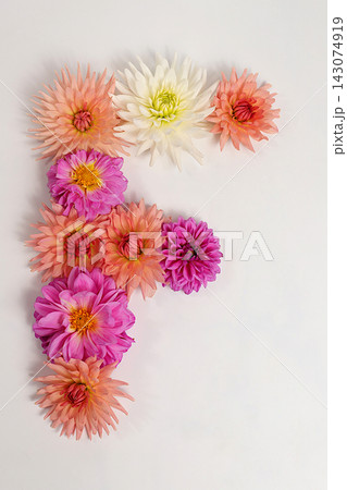 Letter F created from real, fresh dahlia flowers. Floral typography concept, floral font with colorful, vibrant flowers,A unique collection of letters and numbers for design. Creative idea for design 143074919
