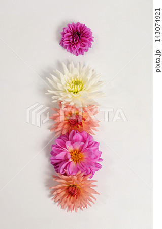 Letter I created from real, fresh dahlia flowers. Floral typography concept, floral font with colorful, vibrant flowers,A unique collection of letters and numbers for design. Creative idea for design Letter I created from real, fresh dahlia flowers. Floral typography concept, floral font with colorful, vibrant flowers,A unique collection of letters and numbers for design. Creative idea for design 143074921
