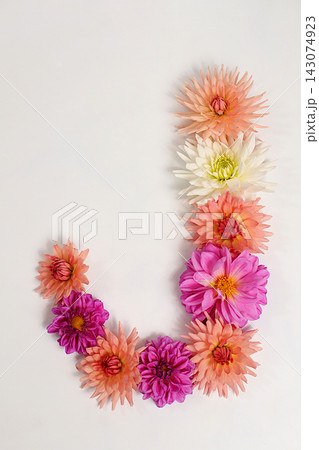 Letter J created from real, fresh dahlia flowers. Floral typography concept, floral font with colorful, vibrant flowers,A unique collection of letters and numbers for design. Creative idea for design 143074923