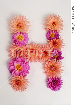 Letter H created from real, fresh dahlia flowers. Floral typography concept, floral font with colorful, vibrant flowers,A unique collection of letters and numbers for design. Creative idea for design 143074925