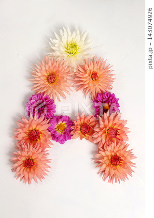 Letter A created from real, fresh dahlia flowers. Floral typography concept, floral font with colorful, vibrant flowers,A unique collection of letters and numbers for design. Creative idea for design 143074926