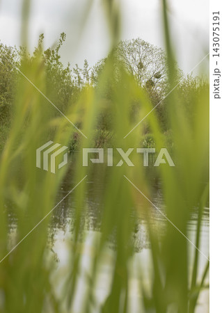 Tall Green Grass and Calm Water with Trees in Rural Belarus 143075191