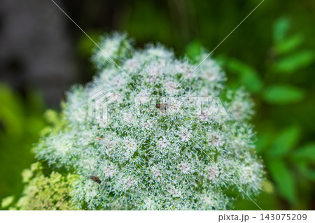 Insect on flowering broccoli head with water droplets, Norway 143075209
