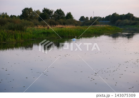 White swan glides on reed fringed river at dusk in rural Belarus White swan glides on reed fringed river at dusk in rural Belarus 143075309