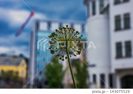 Close-up of allium flower seedhead with urban architecture blurred background, Norway Close-up of allium flower seedhead with urban architecture blurred background, Norway 143075529