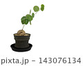 黒い鉢に植えられた塊根植物ステファニア・エレクタ（Stephania erecta）の透過素材 143076134