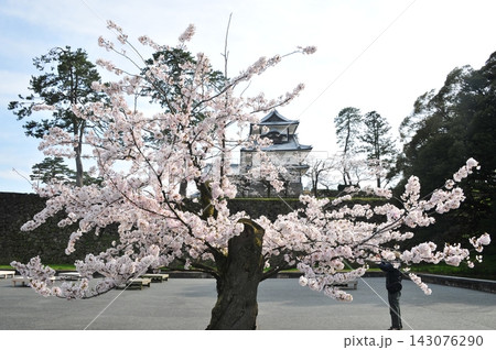 満開の桜越しに望む金沢城の菱櫓 満開の桜越しに望む金沢城の菱櫓 143076290
