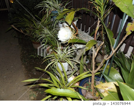 一晩しか楽しめない白い大きい月下美人の花 一晩しか楽しめない白い大きい月下美人の花 143076944
