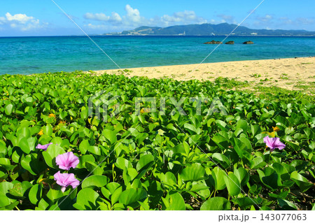 沖縄の海岸に咲くグンバイヒルガオの花 143077063