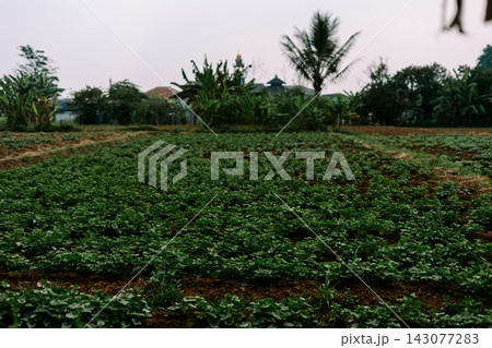 Lush Green Vegetable Farm Field in Rural Countryside 143077283