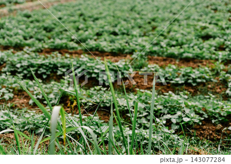 Green Leafy Crops Growing in Row Plantations on Agricultural Farm Land 143077284
