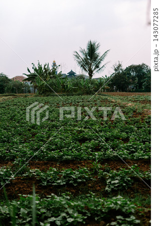 Lush Green Agricultural Farmland with Tropical Plants Lush Green Agricultural Farmland with Tropical Plants 143077285