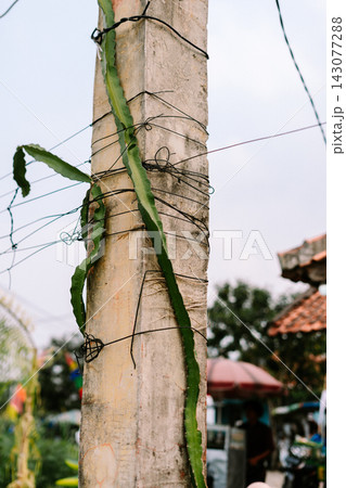 Dragon Fruit Cactus Plant Growing Up Concrete Pole 143077288