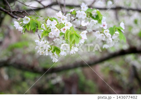 清楚 オオシマザクラの花 清楚 オオシマザクラの花 143077402