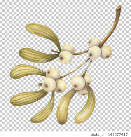 Watercolor mistletoe branch with white berry and green leaves. Christmas plant creates a natural botanical design. Great for wedding card and invitation use. Seasonal art suits gift label and sticker. 143077417