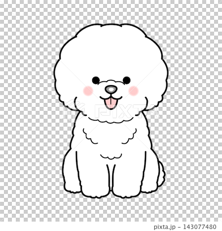 Vector illustration of a Bichon Frise (full body) Vector illustration of a Bichon Frise (full body) 143077480