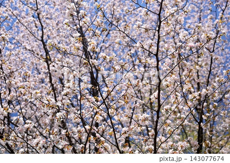 爽やか 青空映え オオシマザクラの花 爽やか 青空映え オオシマザクラの花 143077674