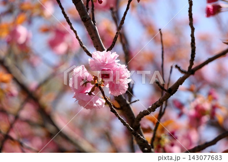 華やか ヤエザクラの花 関山 華やか ヤエザクラの花 関山 143077683