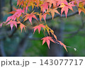 秋の森林を背景にした楓 143077717