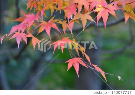 秋の森林を背景にした楓 143077717