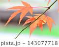 楓 143077718