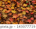 色とりどりの楓の落葉 143077719