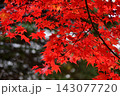見事に赤く染まった楓 143077720