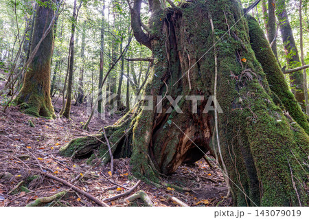 屋久島白谷雲水峡の秋 奇麗な苔が映える森 屋久島白谷雲水峡の秋 奇麗な苔が映える森 143079019