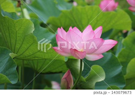 素敵な蓮の花 素敵な蓮の花 143079673
